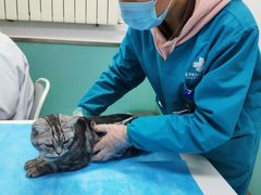 -欧奕国际动物医院