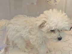 -翊宠yipet猫狗购宠庄园犬舍•猫舍