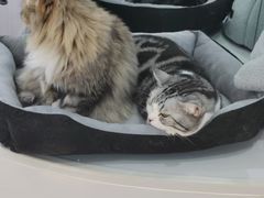 -COLOR PETS 撸猫馆·购猫·猫咖(长风大悦城店)