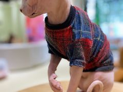 -藏猫猫咖啡主题馆(中央大道店)