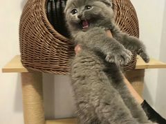 -喵zoo家庭繁育猫舍(尖东智能花园店)