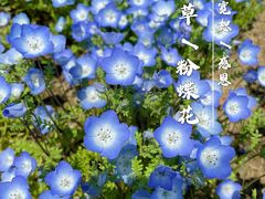 -上海滨江森林公园