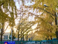 -三里屯东五街银杏大道