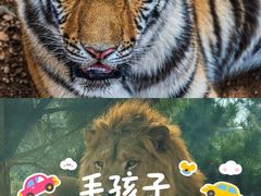 -西霞口神雕山野生动物世界