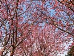 -武汉紫薇都市田园