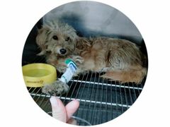 -佳雯宠物医院(四明中路分院)