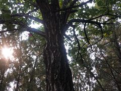-北京鹫峰国家森林公园
