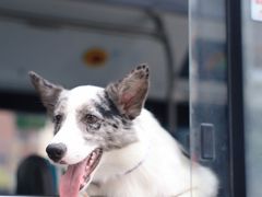 -帕帕拉兹宠物(亚洲旗舰店)