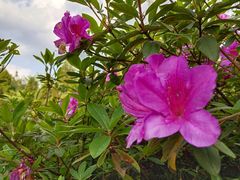 -江西阳明山国家森林公园