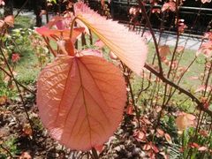 -南通博物苑-崇川人民公园