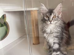 -Bastet sally猫舍购宠(静安店)