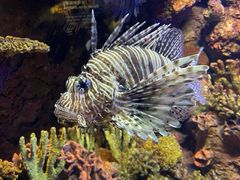 -上海海洋水族馆