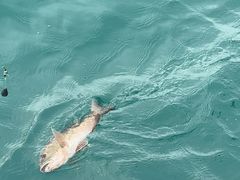 -小猫钓鱼海钓俱乐部(椰梦长廊店)