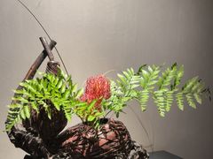 -觀芷隐轩