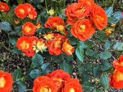 -徐家汇源景区-衡山公园