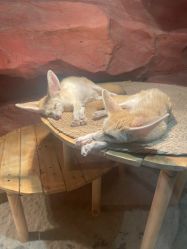 -Zoolung Zoolung动物主题公园(海信广场店)