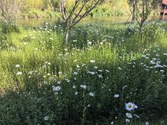 -黄海国家森林公园