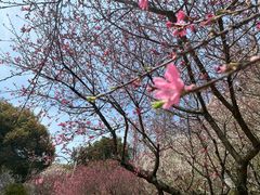 -苏州上方山国家森林公园