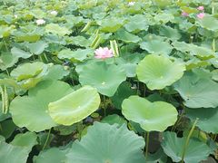 -荷塘月色湿地公园·向阳花洲