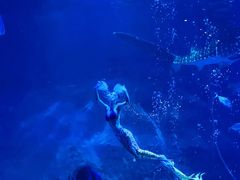 -烟台海昌鲸鲨海洋公园