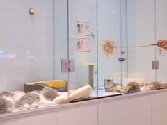 -babydoll猫舍·米努特·德文·缅因(久光中心店)