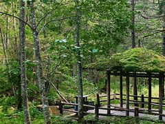 -五营红松林海景区