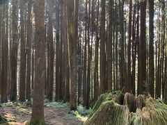 -阿里山神木遗迹