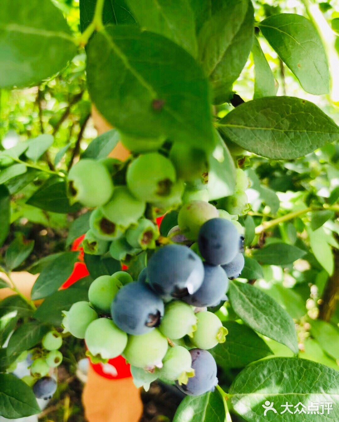 成都采摘攻略｜来这里采摘蓝莓吧