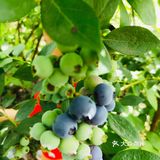 成都采摘攻略｜来这里采摘蓝莓吧