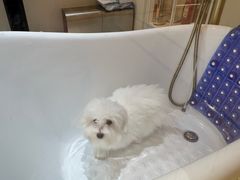 -momokira米努特·德文卷毛猫·棉花面纱犬