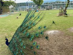 -苏州太湖西山岛开心农场