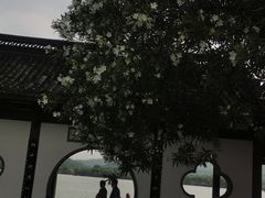 -西湖外事游船(花港观鱼码头)