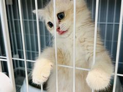 -翊宠yipet猫狗购宠庄园犬舍•猫舍