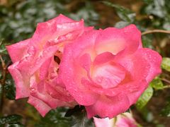 -人民公园(罗湖区)