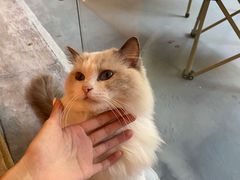 -猫咪派对(江南西店)