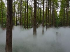 -黄海国家森林公园