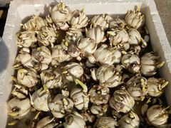 -桂林市花鸟市场