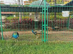 -西双版纳融创皇冠假日度假酒店