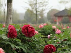 -合肥三国新城遗址公园