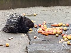 -青藏高原野生动物园