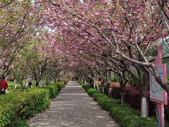 -高东镇樱花园