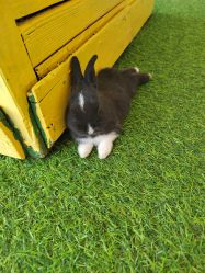 -萌宠亲子动物乐园(槐房万达店)