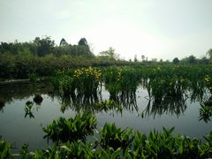 -白鹭湾湿地公园