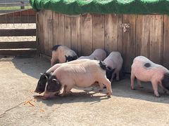 -前小桔亲子创意农场·草莓采摘·露营烧烤