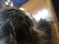 -Anne猫窝咖啡屋