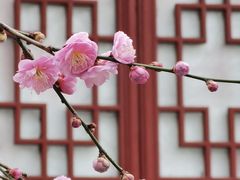 -梅花山(明孝陵内)