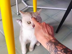 -喵屿·大理花园猫咖