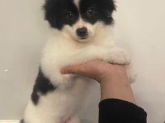 -暖阳宠物医院·犬猫康复中心·骨科