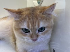 -小猫来了·猫舍(红山六九七九店)