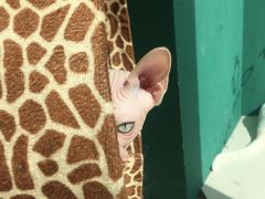 -飞行喵MR PILOT|猫舍·猫咖(静安大融城店)